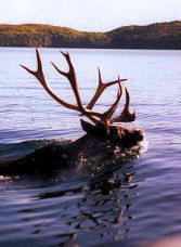 Lake Nipigon Fishing Charters - Caribou