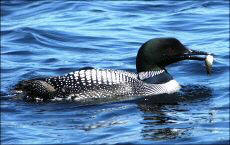 Lake Nipigon Fishing Charters - Common Loon