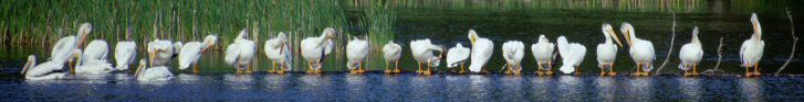 Lake Nipigon - Pelicans